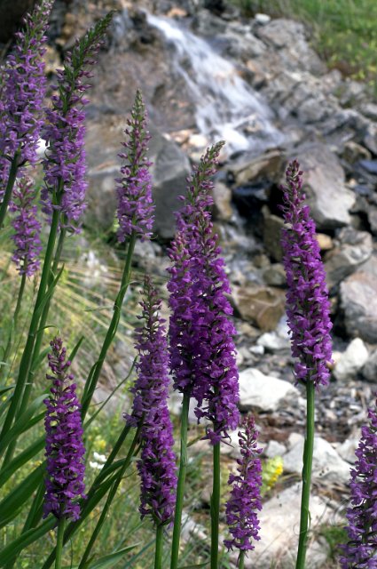 0134Lac du Crachet.jpg
